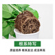 Shuangmeng green radish potted formaldehyde-removing flowers and green plants office new house air purification 180 gallons 4 pots straight from the source