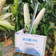 Wangyuan Xingzhen Bainuo 999 corn seeds extra large stick sweet glutinous big ear high yield white glutinous sticky spring and autumn corn bract seeds 500g can Zhenbainuo 999 10 cans