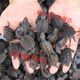 OIMG small snapping turtle live seedling pet turtle size active ornamental turtle water turtle crocodile turtle mixed Buddha new product 3-4 cm cute turtle seedlings