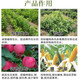 25% paclobutrazol citrus lychee fruit tree rice wheat growth control agent chlormequat pesticide plant growth regulator 1000g