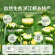 贡苑 菊花茶胎菊花50g杭白菊花蕾可搭玫瑰花茶金银花枸杞养生花草茶叶