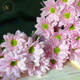 Yue Colorful Daisies Flower Express Yunnan Base Straight Ping Pong Chrysanthemum Flower Materials Office Household Water-raised Fresh Cut Flowers Pink Tristripe Daisies 8-10 Branches