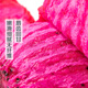 3 pieces of domestically produced red dragon fruit, harvested directly from the place of production, approximately 1.1kg