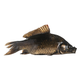Fresh black crucian carp 200-300g/piece