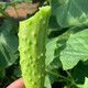 Shouhe Dry Cucumber Seeds Home Planting Vegetables Balcony Green Thorns Local Fruit Ocean White Jade Northeast Field Winter and Spring Hai Yangpeng White No. 2 White Jade Cucumber Seeds 60 x 2