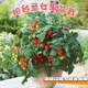 Tomato potted imported tomato seedlings with flowers and fruits, four-season tomato fruit flower seedlings, edible outdoor cherry tomatoes, small tomato potted with fruits shipped, two pots
