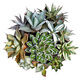 Zkhe Agave Topf Pflanze Blauwal Nin Krone verheißungsvolle Krone Takith Prinzessin Donner Sukkulente Pflanze Kombination Topf Pflanze Feng Thunder Gott Einzelkopf etwa 6 cm nackt Wurzel ohne Boden