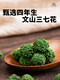 Dechengming [Vente officiellement directe] Sanqihua Yunnan Wenshan Sanqihua Thé Bulk Field Qihua Tea 37 Sanqihua Flower 100g