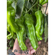 Wangyuanxing thin-skinned pepper seedlings, large-fruited tiger-skin green pepper seedlings, mildly spicy wrinkled-skinned pickled pepper seedlings, four-season vegetable garden potted southern species, 500 thin-skinned green pepper seedlings