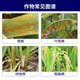 Syngenta Yangcai 18.7% Propicastrobin Banana Leaf Spot Size Spot Disease Yangcai Pesticide Fungicide 100ml
