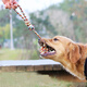 Hanhan Paradise Pet Dog Toy Doll Dog Bite Knot Bite Resistant Training Golden Retriever Small, Medium and Large Dog Supplies Teething N4