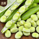 北蔬 蚕豆种子苗大胡豆早熟本地适合南北方耐寒菜籽 农家蚕豆种子500g