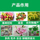 Chrysanthemum agent plant Chrysanthemum chrysanthemum general flowers and trees narcissus flowers succulent paclobutrazol chrysanthemum multi-effect 50ml