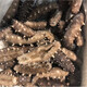 Top Eater Wild Ready-to-Eat Sea Cucumbers Dalian Changhai County Deep Sea Sowing Frozen Aquatic Sea Cucumbers Open Bags Instant Single Pack 500g 10-12 Pieces/1Jin Jin is equal to 0.5 kg