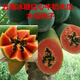 Red papaya, grown in the south for four seasons and bearing annual fruit, potted dwarf Hawaiian red-fleshed fruit papaya (newly planted this year), red papaya seeds, crispy and sweet, 1 pack of approximately 25 seeds