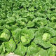 38 Jin Jin is equal to 0.5 kg. Overwintering Chinese cabbage seeds Shandong Chinese cabbage seeds. Chinese cabbage seeds are disease-resistant and high-yielding. Leafy cabbage. Original 3 packs (about 3000 grains) + Songpin. 38 Jin Jin is equal to 0.5 kg. Winter storage Chinese cabbage seeds.