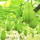 Chayote seeds, early maturing extra large chayote vegetable seeds, climbing vine saplings, potted perennial golden melons, 100% new goods, chayote seeds, exquisite products, 2 packs of about 50 pieces