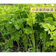 Four seasons yellow celery seedlings with soil seedlings with roots small parsley seeds celery balcony garden vegetable seeds yellow celery/seedlings 30