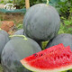 Shouhe Black Skin Watermelon Seeds Guangxi Black Beauty Seeds Sweet Crisp Black Extra Large Suitable for the South Yuyi Sweet Black Skin Seedless Watermelon Seeds 50g/barrel
