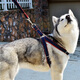 Huanpet.com dog leash, dog leash, dog harness, dog walking leash, dog chain harness, pet large and small dog puppy