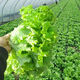 Four seasons sweet and crisp glass lettuce seeds, crisp and tender raw lettuce seeds, farmer's four seasons potted vegetable seeds, glass lettuce 5 packs, about 10,000 pieces