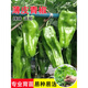 Wangyuanxing thin-skinned pepper seedlings, large-fruited tiger-skin green pepper seedlings, mildly spicy wrinkled-skinned pickled pepper seedlings, four-season vegetable garden potted southern species, 500 thin-skinned green pepper seedlings