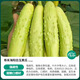 Shouhe Dry Cucumber Seeds Home Planting Vegetables Balcony Green Thorns Local Fruit Ocean White Jade Northeast Field Winter and Spring Hai Yangpeng White No. 2 White Jade Cucumber Seeds 60 x 2