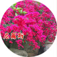 Bougainvillea seeds Bougainvillea seeds Bougainvillea flower seeds Bougainvillea flower seeds Potted Four Seasons Eight Pink Diamonds 100 capsules