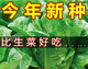 
Heat-resistant peacock seeds can be eaten raw in all seasons with high nutritional upright lettuce seeds pastoral potted salad lettuce [improved - 5,000 selected original seeds] not growing 869 peacock seeds (scattered to live) heat-resistant and easy
