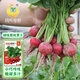 Fengming Yashi cherry radish seeds four seasons vegetable seeds balcony potted field planting aftertaste cherry radish seeds 10g