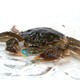 Yangcheng Lake hairy crabs (female crabs) starting from 2.8 taels/piece