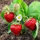 Ldeal ideal agriculture strawberry seeds four seasons potted balcony indoor fruit seeds original cream red strawberry seeds