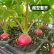 Fengming Yashi cherry radish seeds four seasons vegetable seeds balcony potted field planting aftertaste cherry radish seeds 10g