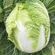 Shouhe Tianjin green hemp leaf Chinese cabbage seeds winter storage vegetable seeds field planting high stakes long summer and autumn green cabbage mussels Hualiang Shandong No. 4 Chinese cabbage seeds 12g/bag