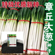 Authentic Shandong Zhangqiu hard-core scallions, special new species, four-season farmhouse spring, autumn and winter vegetable larvae seeds collection, high-quality selection, half Jin Jin is equal to 0.5 kg, Song and Song products, special new species