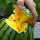 Dayu Yellow Heart Watermelon Seeds, Early Mature, Yellow Skin, Red Flesh, Yellow Flesh, Special Xiaofeng Watermelon Seeds, Southern Fruit, Yellow Flesh, Xiaofeng Watermelon Seeds, 10 capsules, 5 packs