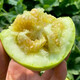 Shouhe Tianbao Melon Seeds, Rock Candy Small Melon, Southern Fruit with Thin Skin and Early Maturity, RBen Tianbao Melon Seeds, 50 capsules/crunchy and sweet