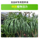 Devodo dragon blood tree special plant nutrient solution 2.5L gardening green plant flower potted flower fertilizer hydroponic planting foliage fertilizer