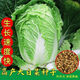 38 Jin Jin is equal to 0.5 kg. Overwintering Chinese cabbage seeds Shandong Chinese cabbage seeds. Chinese cabbage seeds are disease-resistant and high-yielding. Leafy cabbage. Original 3 packs (about 3000 grains) + Songpin. 38 Jin Jin is equal to 0.5 kg. Winter storage Chinese cabbage seeds.