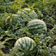 Shouhe Kirin watermelon seed seedlings with thin crispy skin and sweet autumn fruit seeds Weiyu Shoutian Kirin melon seeds 90 capsules