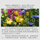 Guoguang Potassium Guoguang Potassium Dihydrogen Phosphate Vegetable Plant Household Flower Fertilizer Flowers Fruit Tree Water-Soluble Fertilizer Foliar Fertilizer 1000g
