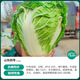 Shouhe Tianjin green hemp leaf Chinese cabbage seeds winter storage vegetable seeds field planting high stakes long summer and autumn green cabbage mussels Hualiang Shandong No. 4 Chinese cabbage seeds 12g/bag