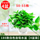 Shuangmeng green radish potted plant formaldehyde removal office new house air purification 180 white water-absorbing basins 4 basins straight from the source