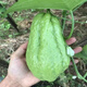 Chayote seeds, early maturing extra large chayote vegetable seeds, climbing vine saplings, potted perennial golden melons, 100% new goods, chayote seeds, exquisite products, 2 packs of about 50 pieces