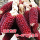 Strawberry, fruit, corn seeds, pineapple and corn seeds, complete collection of ornamental vegetables for field planting in all seasons, wholesale of corn seeds, red strawberry corn/10 original grains