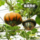Fengming Yashi Picking Garden Incense Melon Seeds Four Seasons Sowing Ornamental Toys Small Pumpkin Seeds Incense Melon Seeds 10 capsules