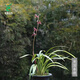 Wengyuan orchid ink orchid old species Nanguo Chunxiao flowers and leaves double art strong fragrance type diligent flowers and buds red flowers and green round potted plants Nanguo Chunxiao 1 seedling large strong seedling simple pot soil