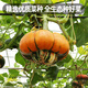 Fengming Yashi Picking Garden Incense Melon Seeds Four Seasons Sowing Ornamental Toys Small Pumpkin Seeds Incense Melon Seeds 10 capsules