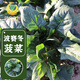 Fengming Yashi cold-resistant round-leaf spinach seeds four-season vegetable seed spinach winter-resistant spinach seeds 1000 capsules