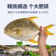 Selling Fish Qilang Domestic frozen golden pomfret 3 pieces net weight 2.7Jin Jin is equal to 0.5kg, extra large marine fish, fresh fish, seafood and aquatic products